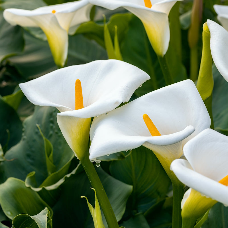 Calla Lily Bulbs Giant Aethiopica McKenzie Seeds