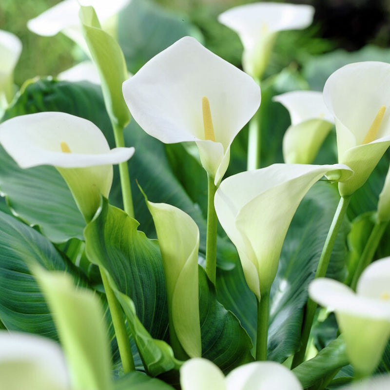 Calla Lily Bulbs, Giant Aethiopica | McKenzie Seeds