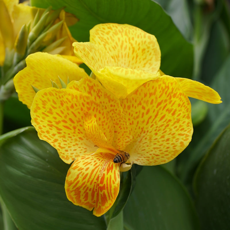 Canna lily deals