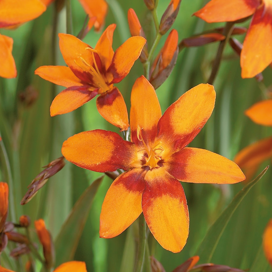 Crocosmia, Emily McKenzie Bulbs