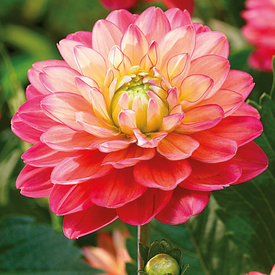 Dahlia, Mellody Allegro Tubers