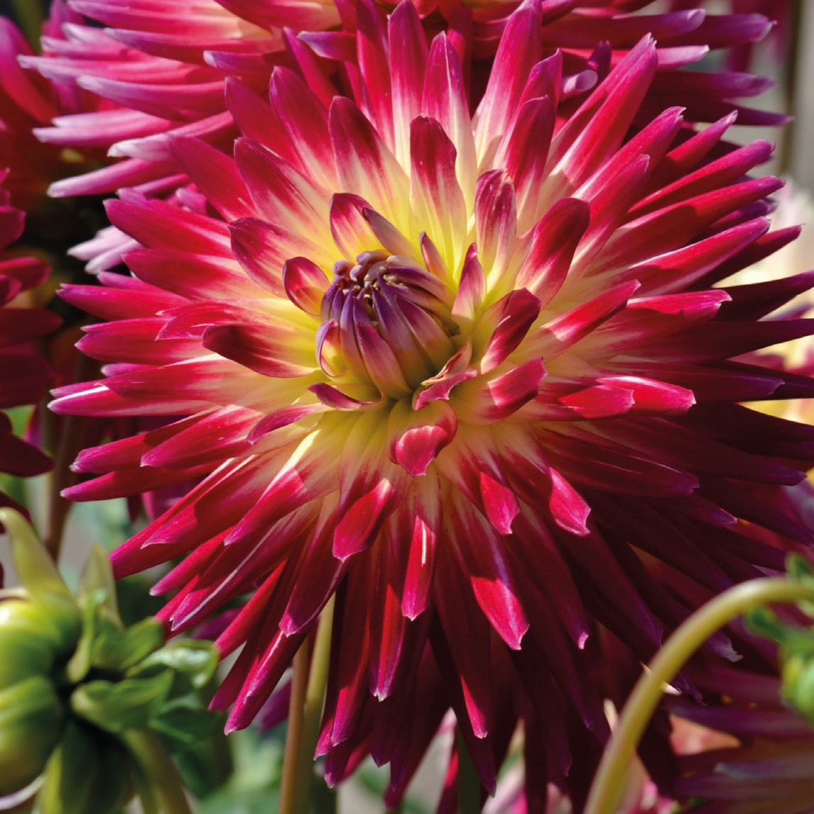 Dahlia, Tahiti Sunrise Tubers