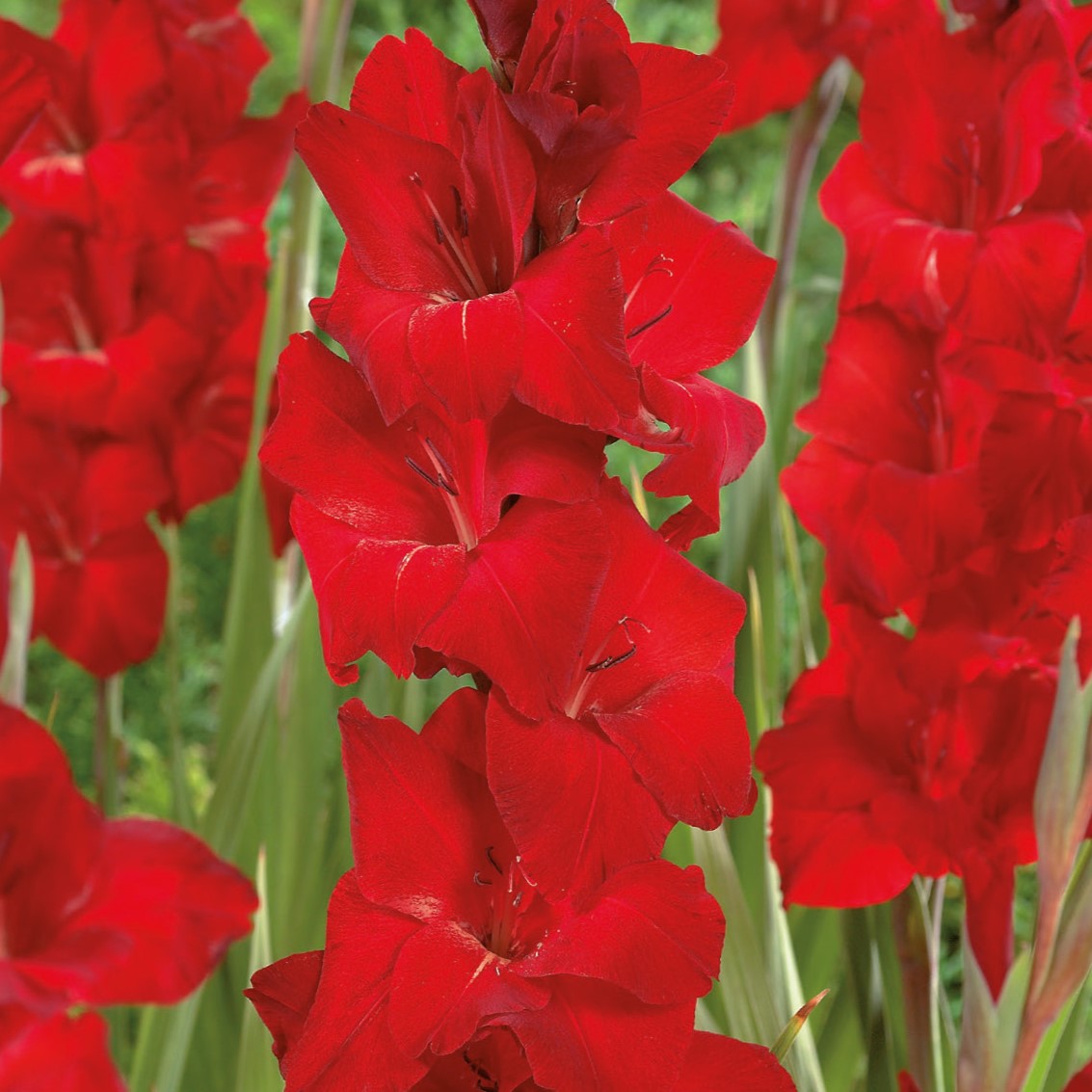 Gladiolus, Oscar Bulbs