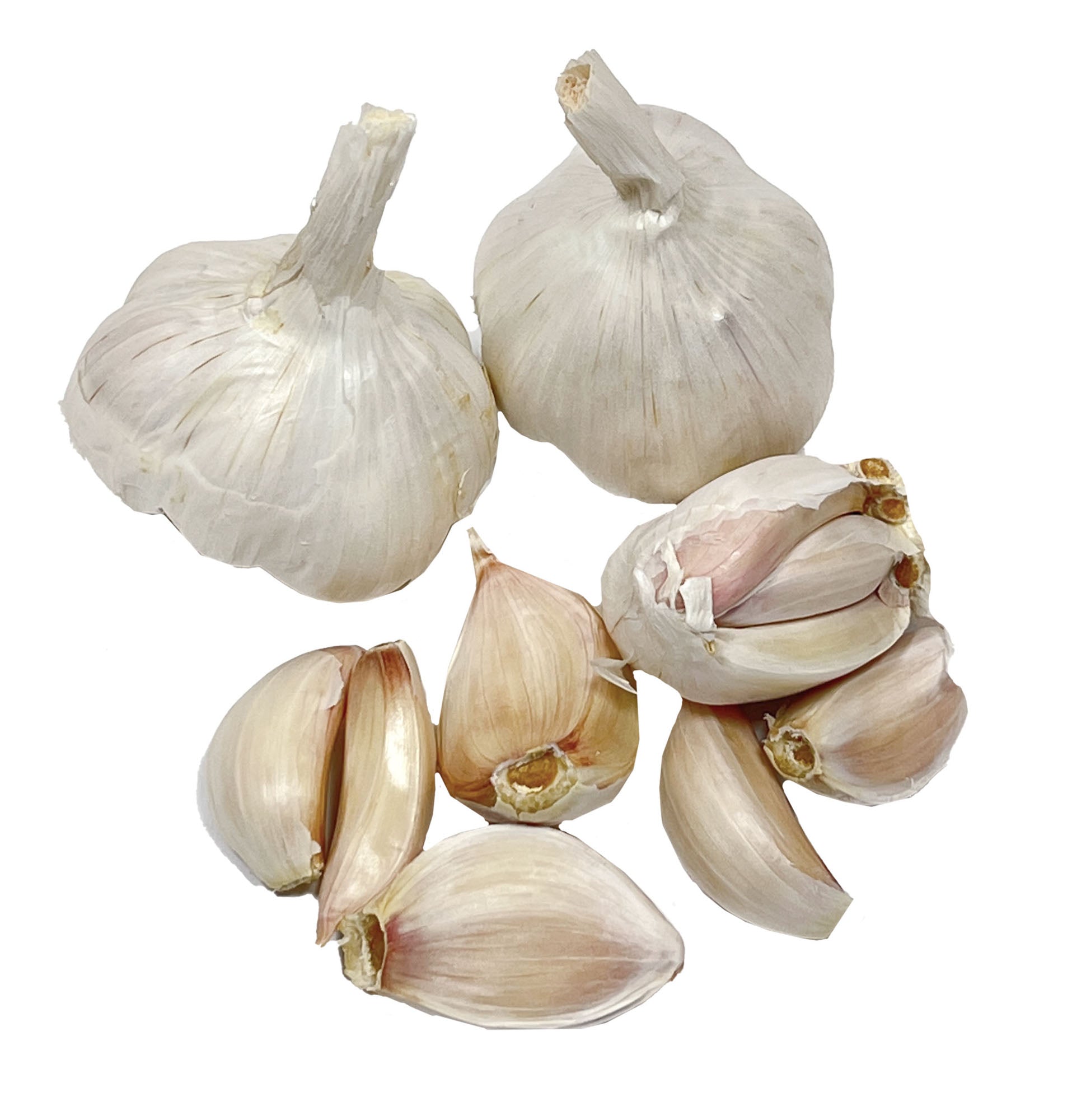 Garlic, California Spring Softneck Bulbs