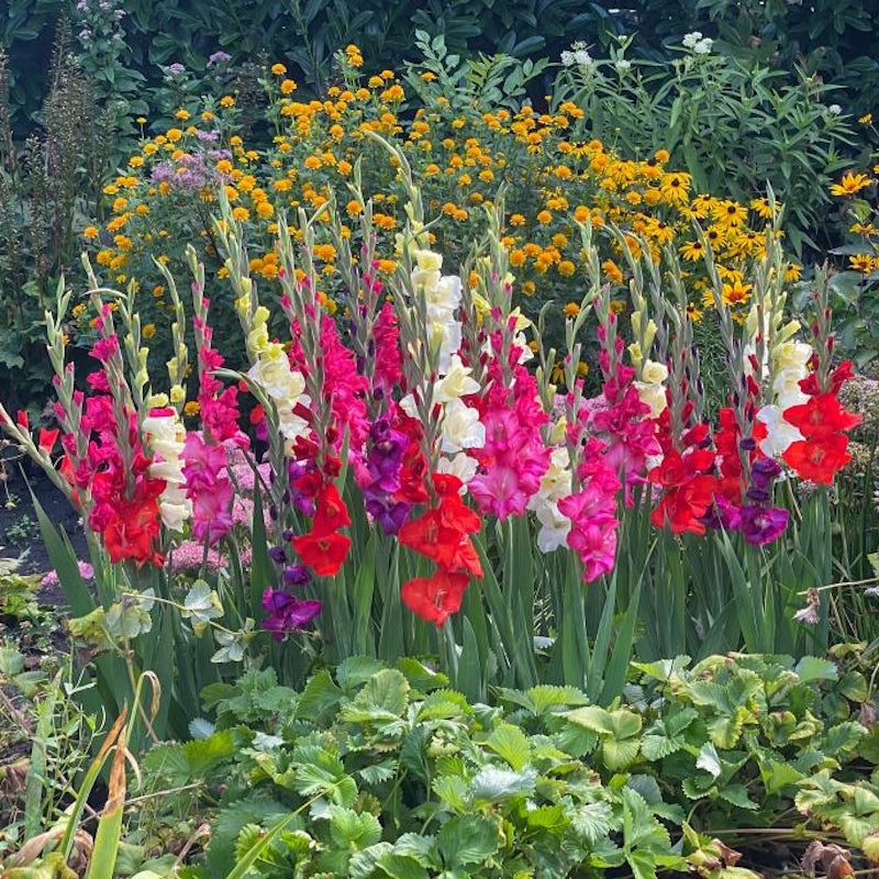 Gladiolus Bulbs, Glamini Mix