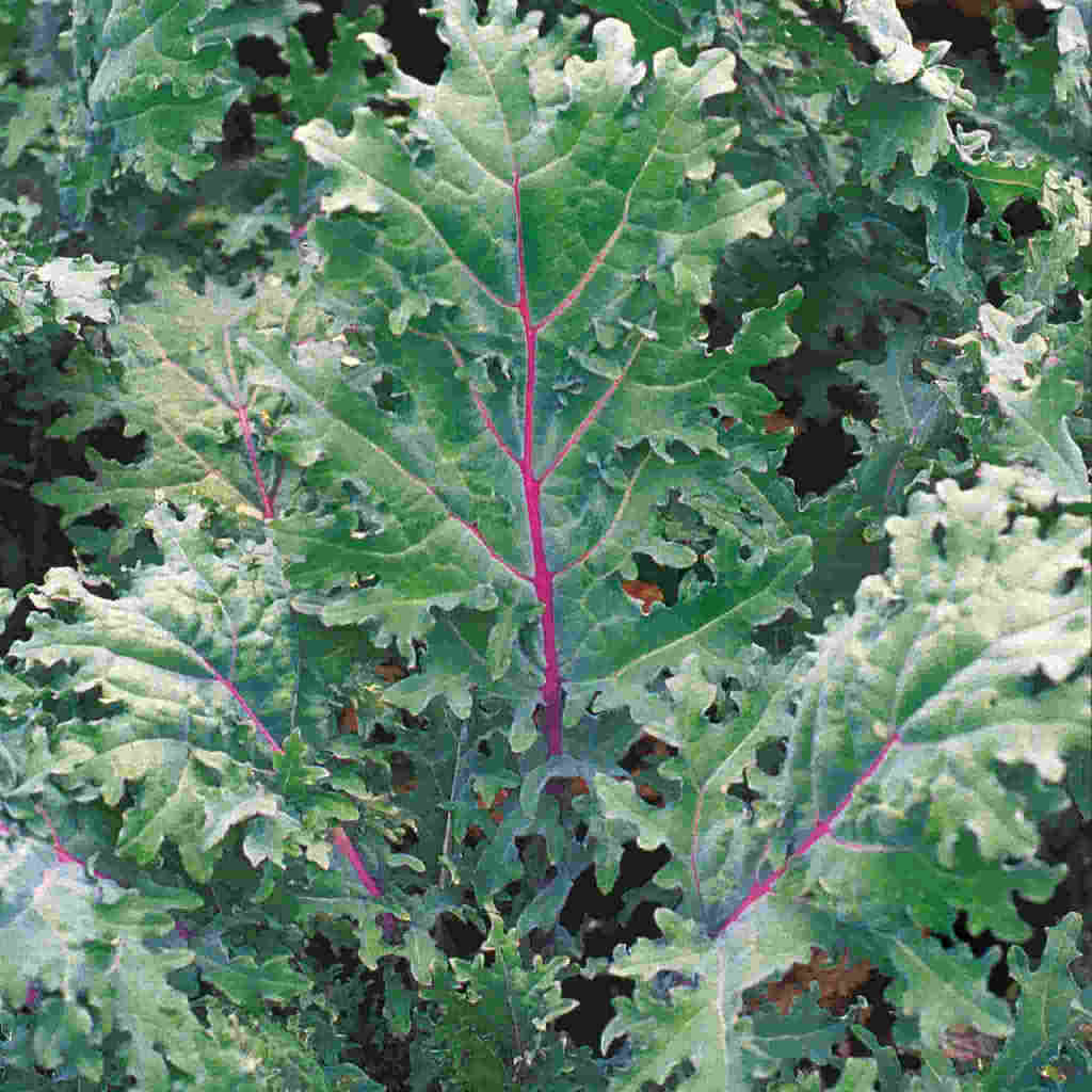 A close-up image of kale leaves showing dark green color with some red veins.