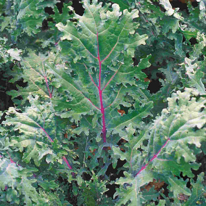 A close-up image of kale leaves showing dark green color with some red veins.