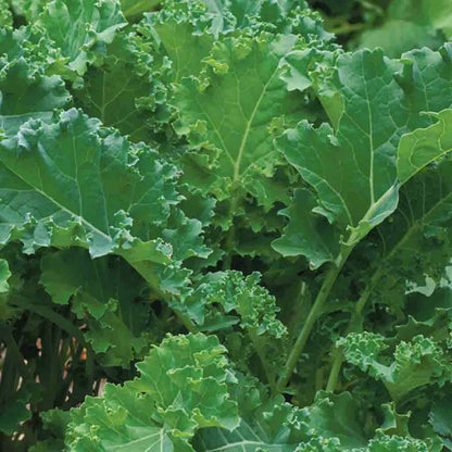 Kale, Siberian Organic Seeds