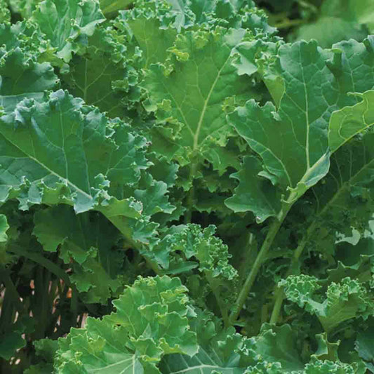 A close-up image of a healthy kale plant with dark green, frilly leaves.