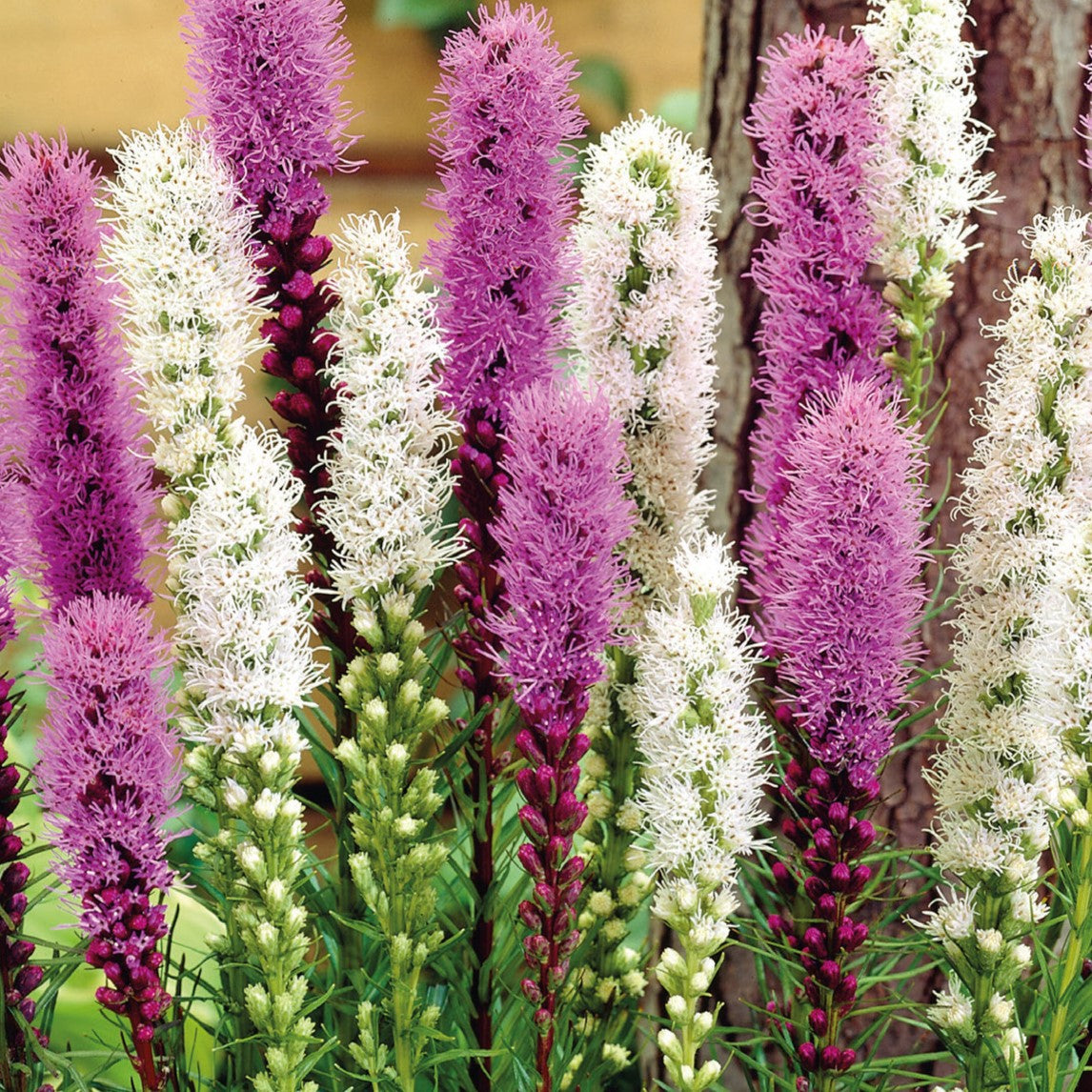 Liatris, Butterfly Mix Bulbs