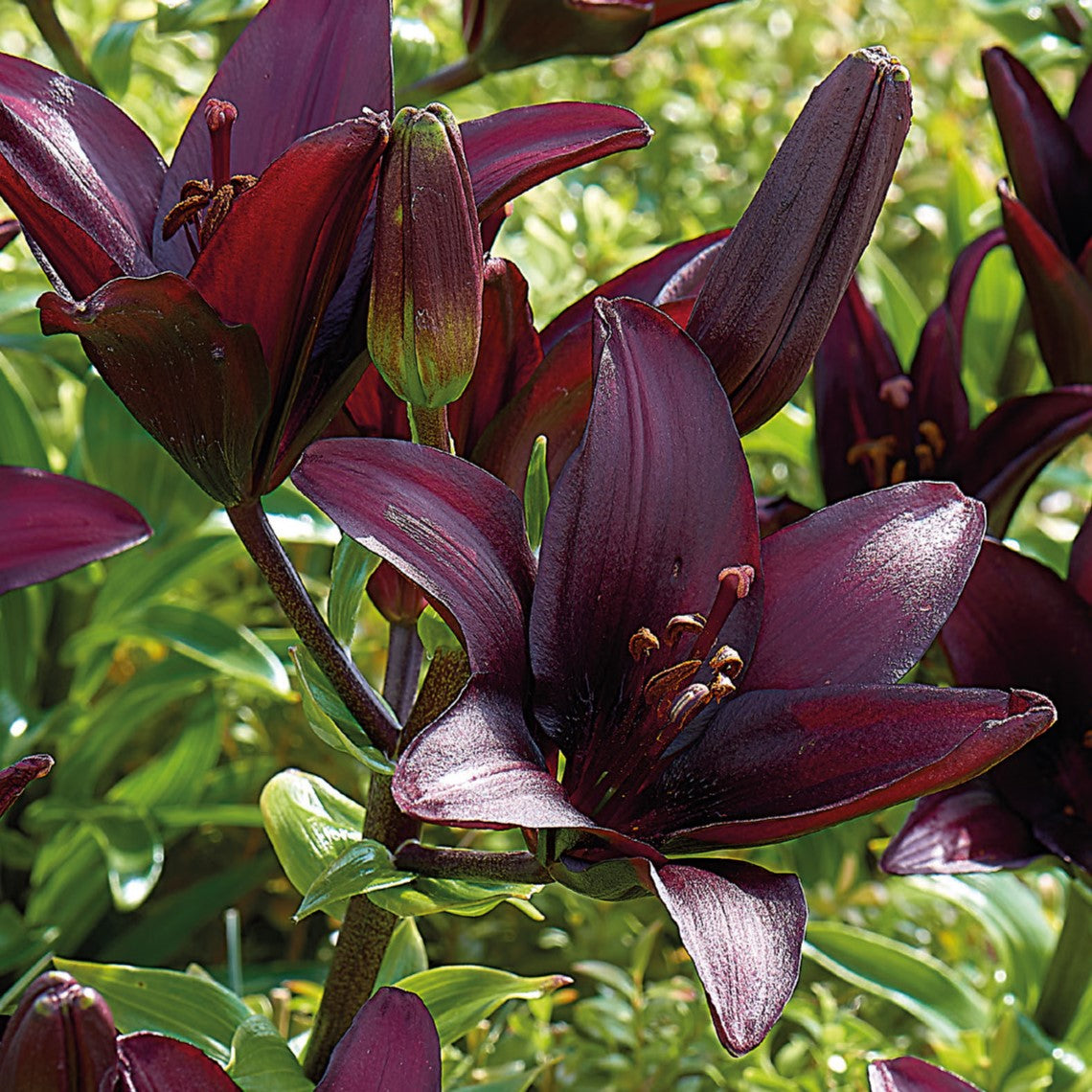 Lily, Blacklist Bulbs