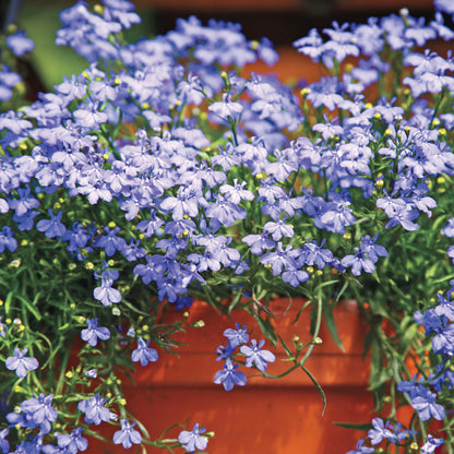 A close-up of a potted plant filled with small light blue flowers and green foliage, growing in a terracotta-colored pot.