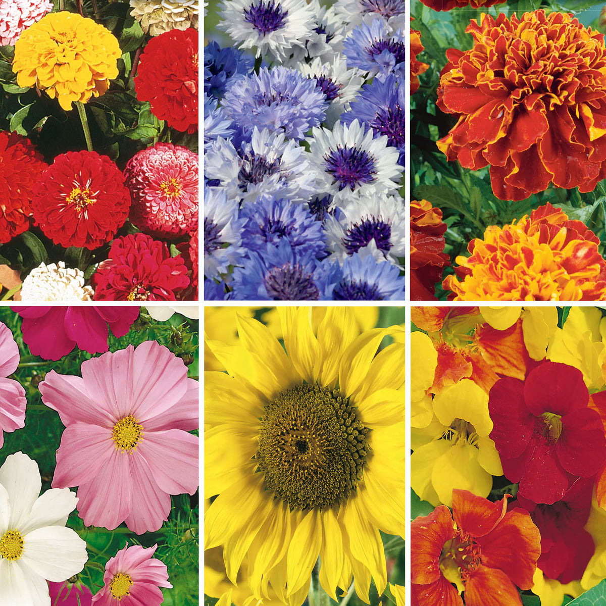 Collage of various colorful flowers including zinnias, marigolds, sunflowers, and more.