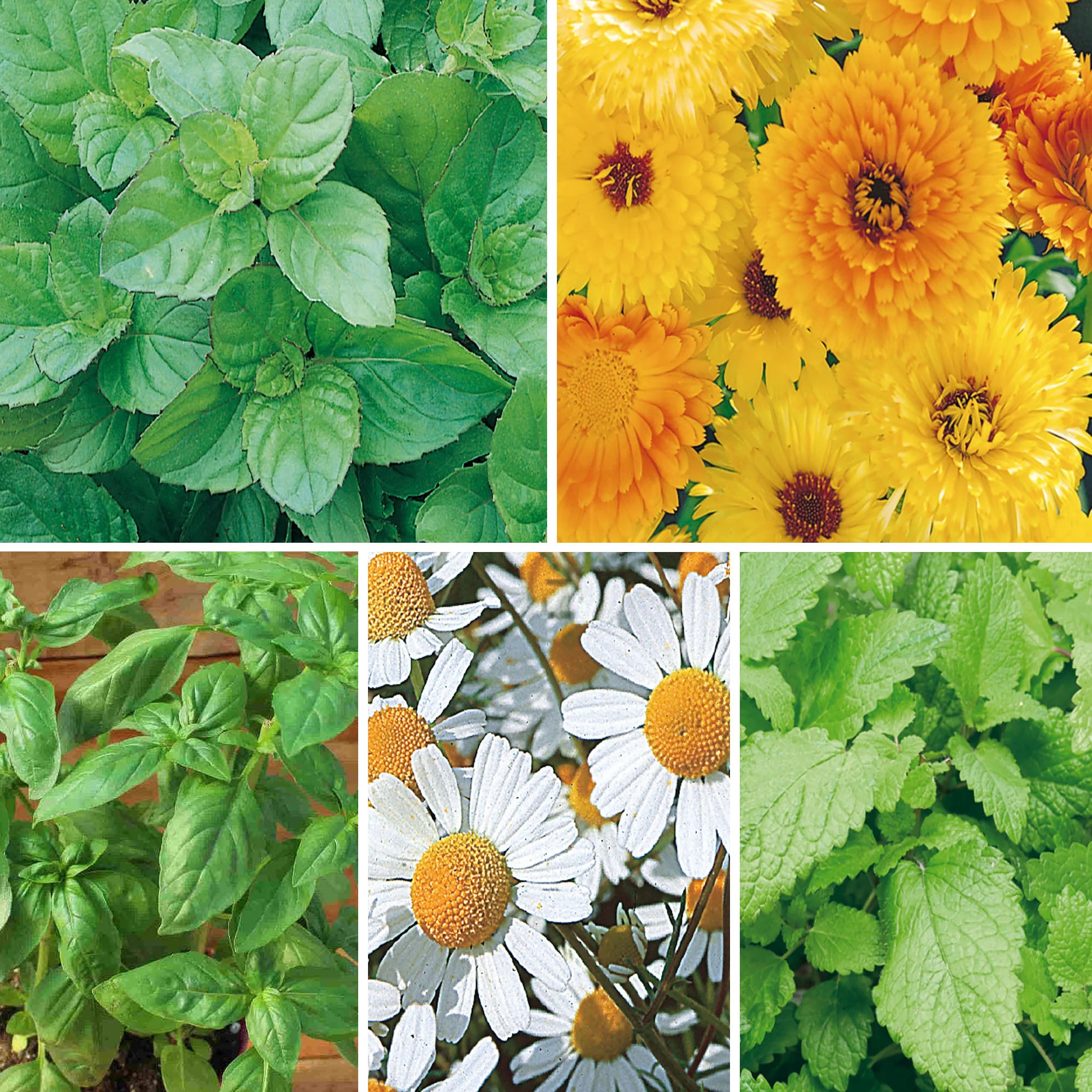 Collage of green plants and yellow flowers