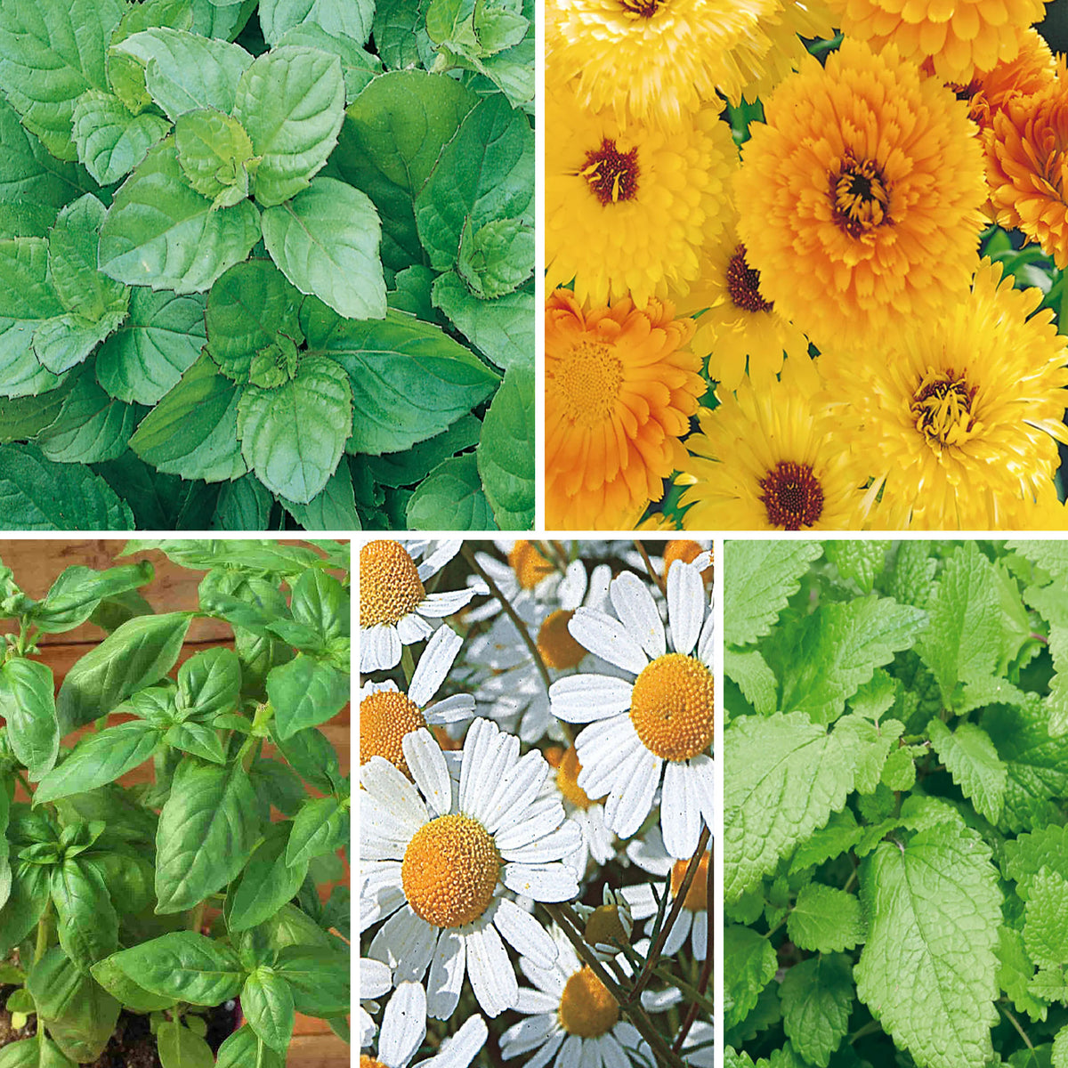 Collage of green plants and yellow flowers