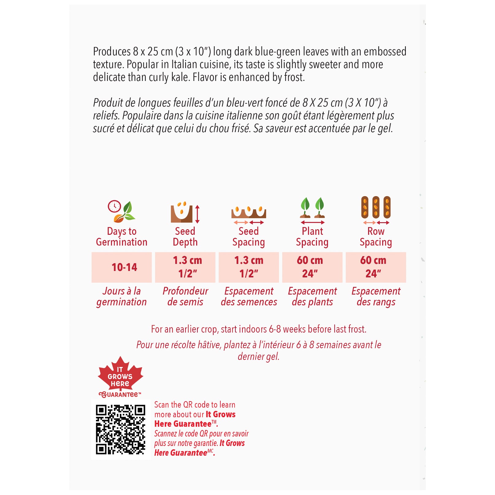 Kale, Lacinato Seeds - Thumbnail 2