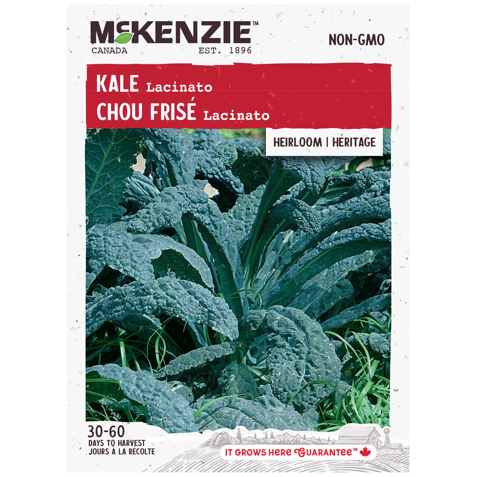 Kale, Lacinato Seeds