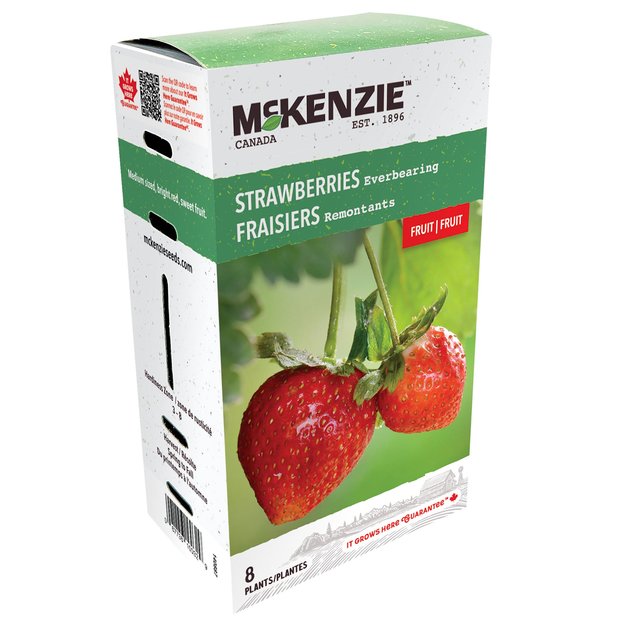 Strawberry, Albion Everbearing Bare Roots