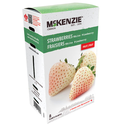 Strawberry, White Pineberry Hybrid Bare Roots