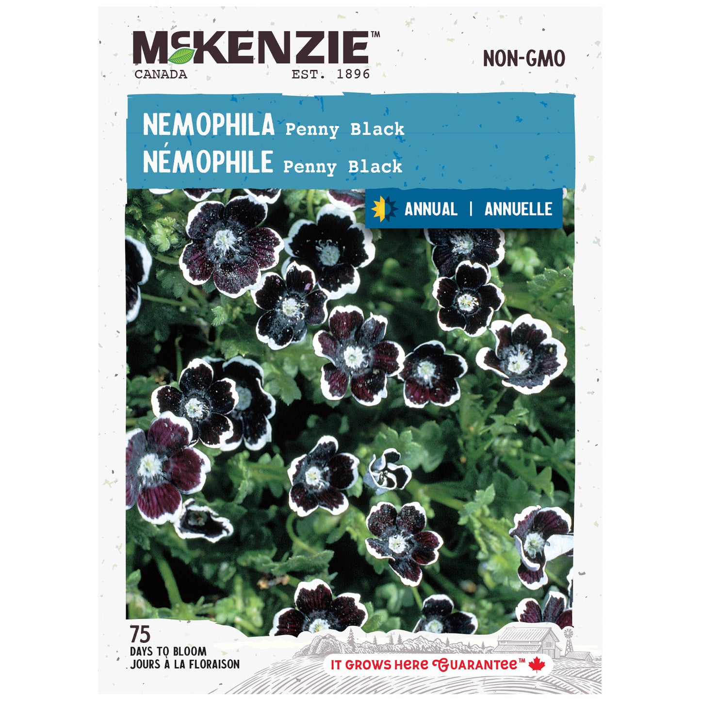 black seed flower Buy Nemophila Penny Black Seed Online