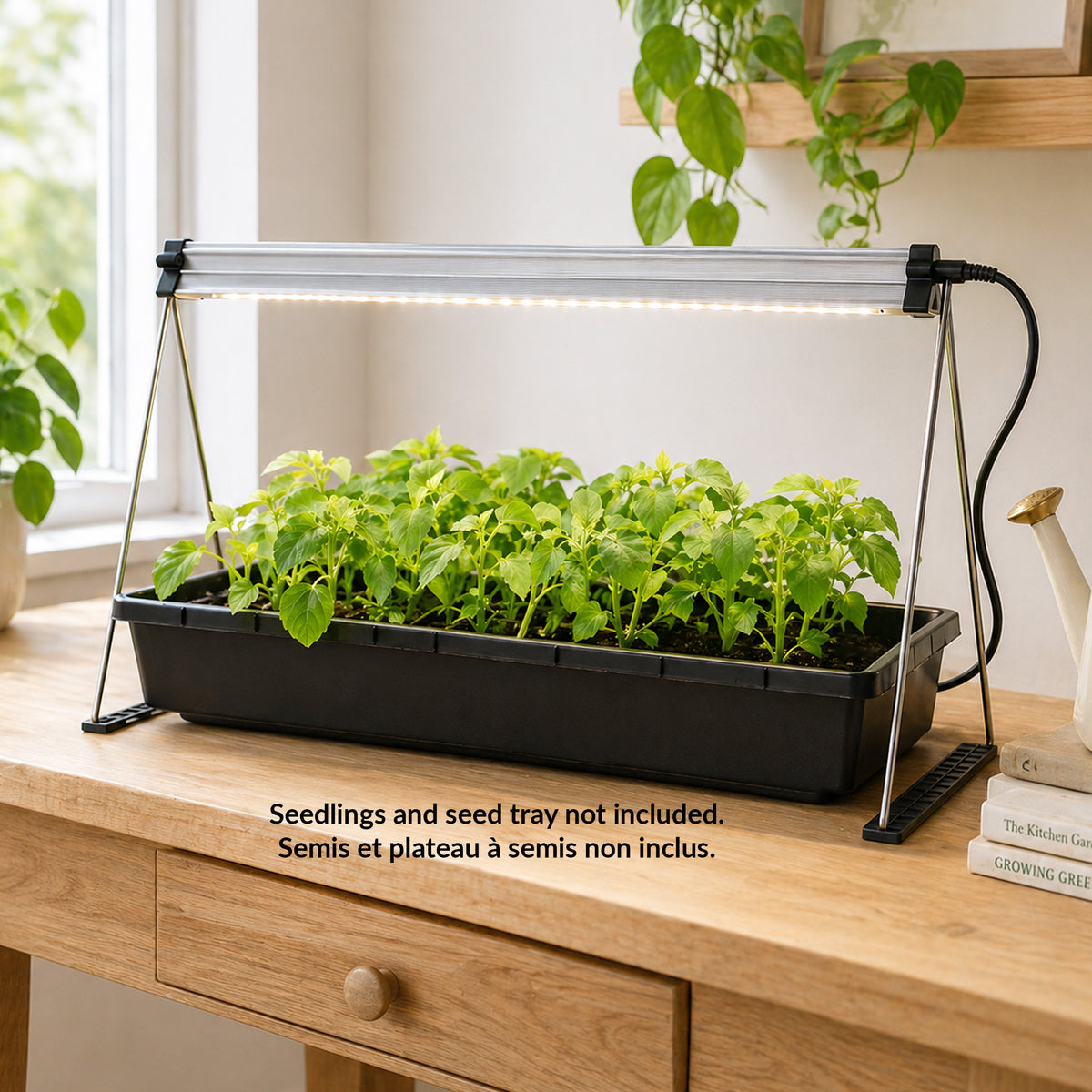 Seedlings in a tray under a grow light on a wooden table with a window in the background.