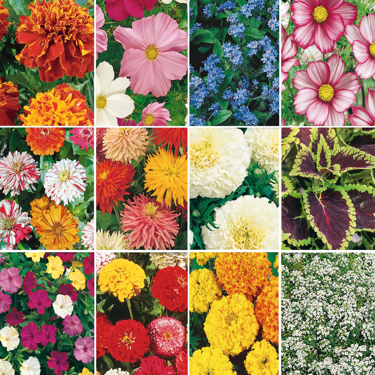 McKenzie complete indoor seed starting kit with flower grid showing flowers in full bloom