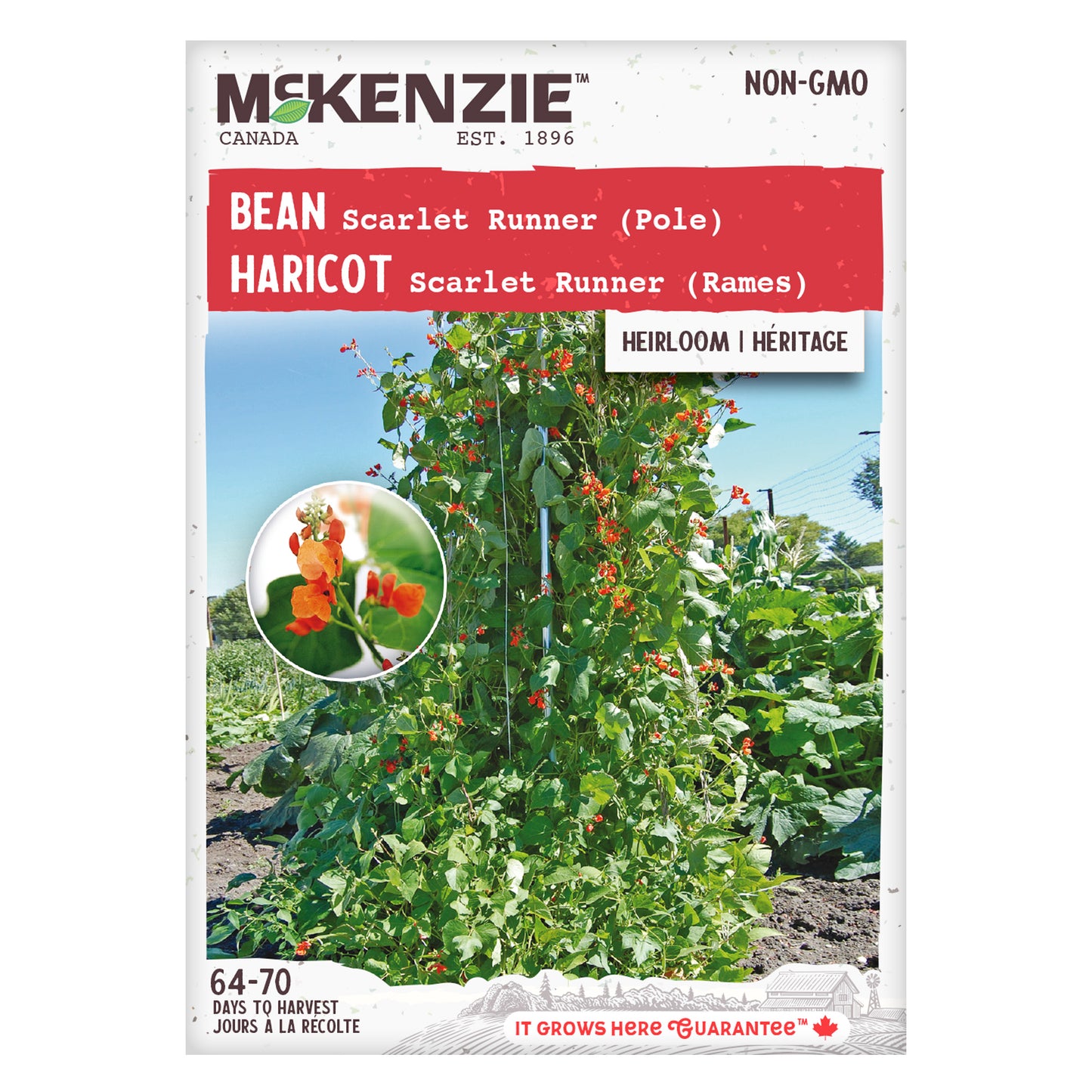 Bean, Scarlet Runner Pole Seeds