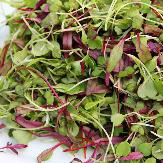 A close-up image of freshly grown microgreens showing a variety of green leaves and purple stems.
