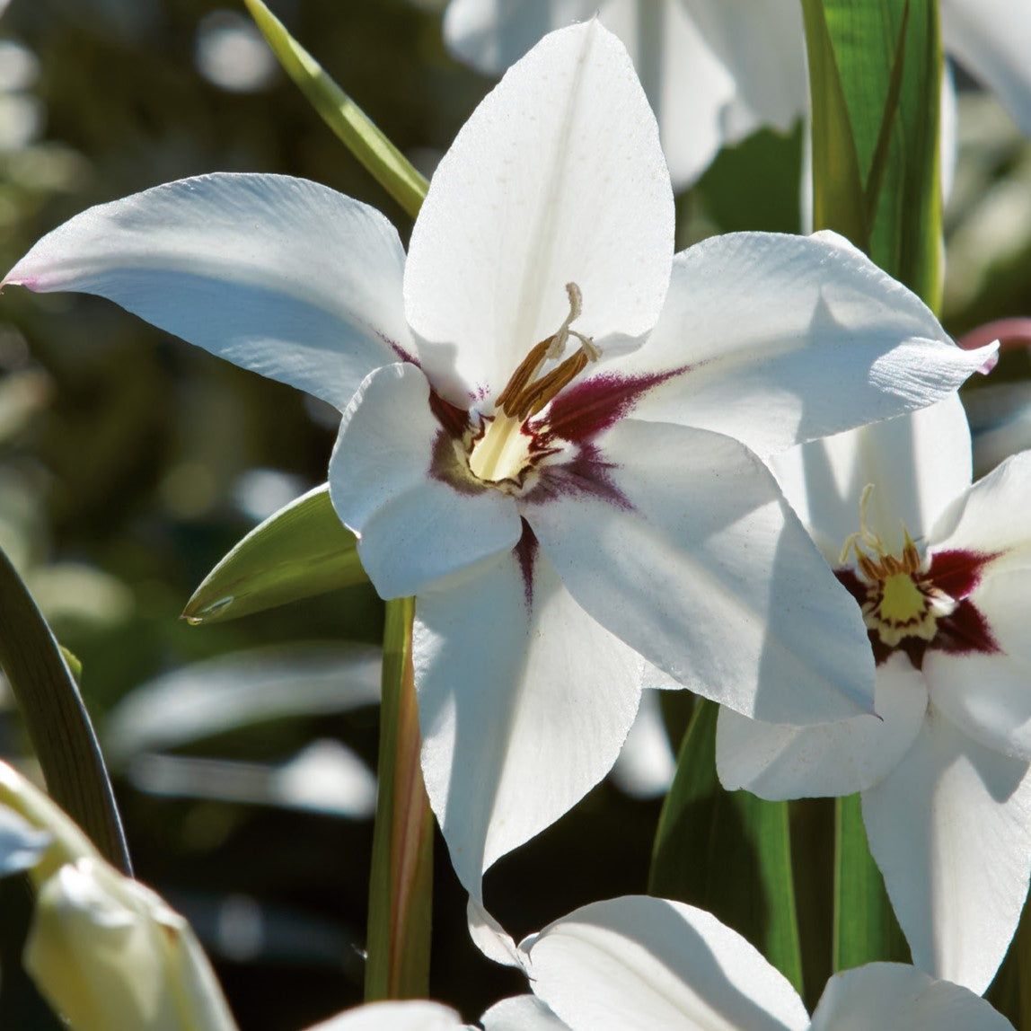 Gladiolus, Peacock Orchid Acidanthera Bulbs