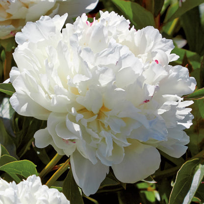 Peony, Shirley Temple Rhizomes