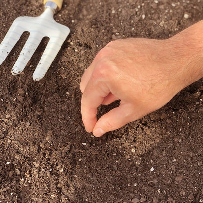 Carrot, Little Finger Seeds