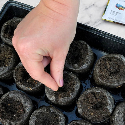 Cucumber, Marketmore Organic Seeds