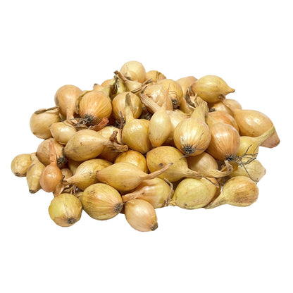 Onion, Spanish Sets