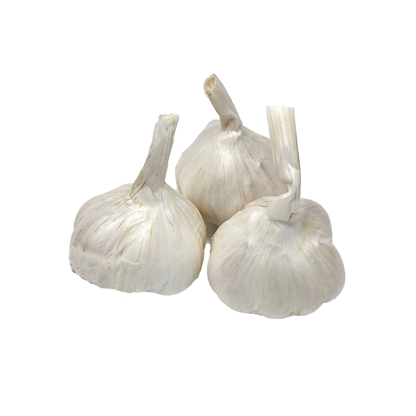 Garlic, California Spring Softneck Bulbs