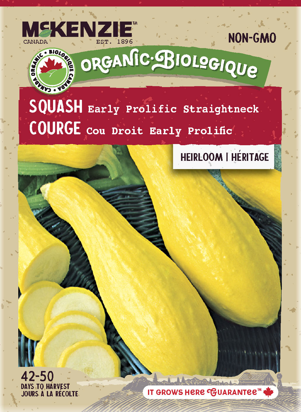 Organic Squash Seeds, Early Prolific Straightneck