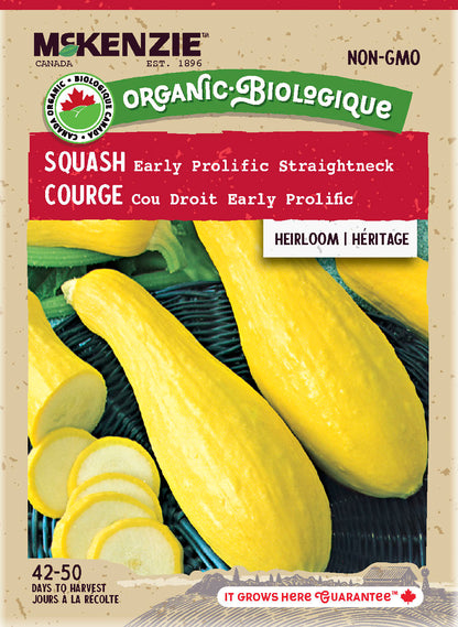 Organic Squash Seeds, Early Prolific Straightneck