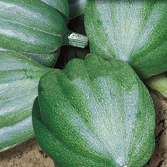 A group of green, acorn-shaped squash with smooth thin skin, characteristic of the Table Queen variety.