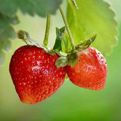 Strawberry, Albion Everbearing Bare Roots