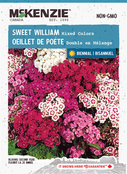 Sweet William Seeds, Mixed Colors