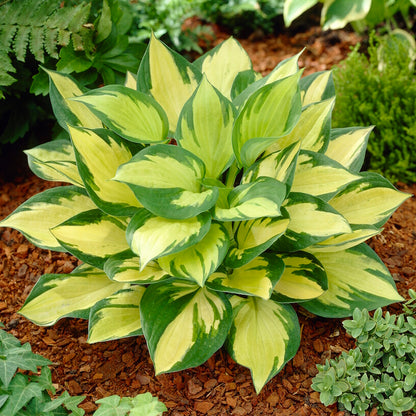 Hosta Root, Morning Light