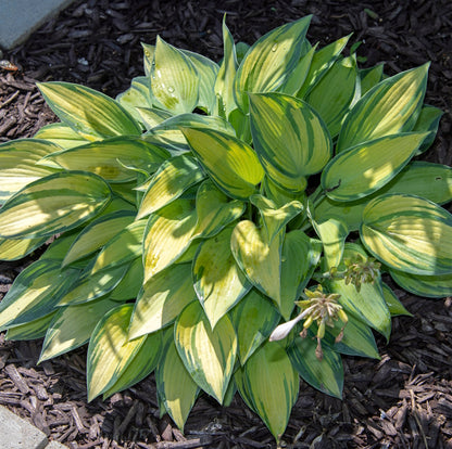 Hosta Root, Morning Light