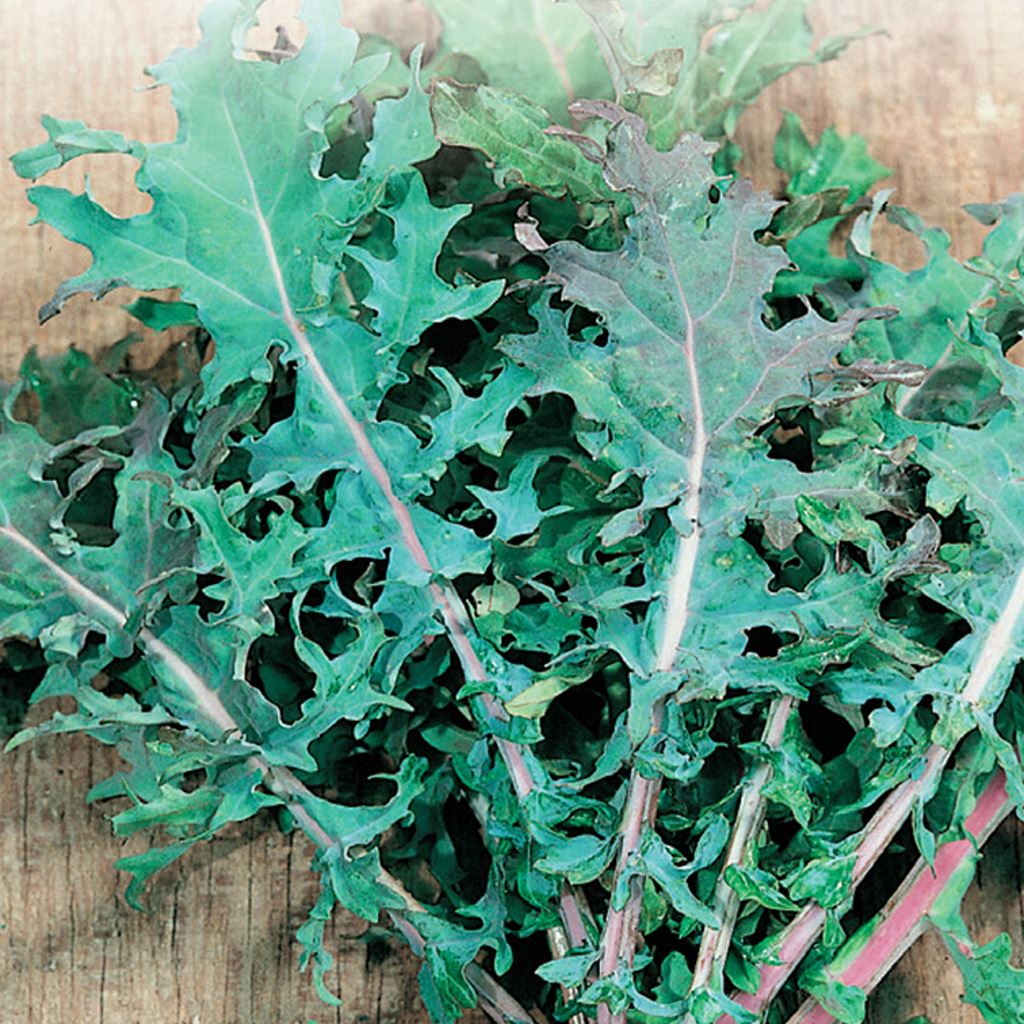 A close-up image of kale leaves showing dark green color with some red veins.