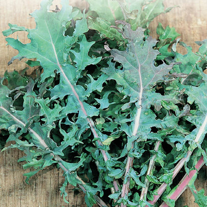 A close-up image of kale leaves showing dark green color with some red veins.