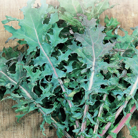 A close-up image of kale leaves showing dark green color with some red veins.