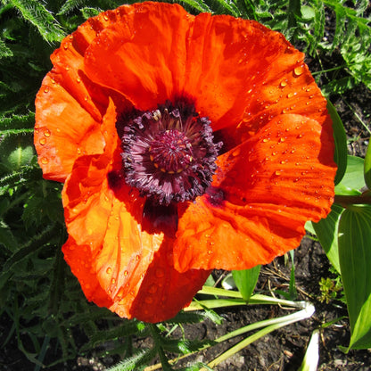 Poppy, Harvest Moon