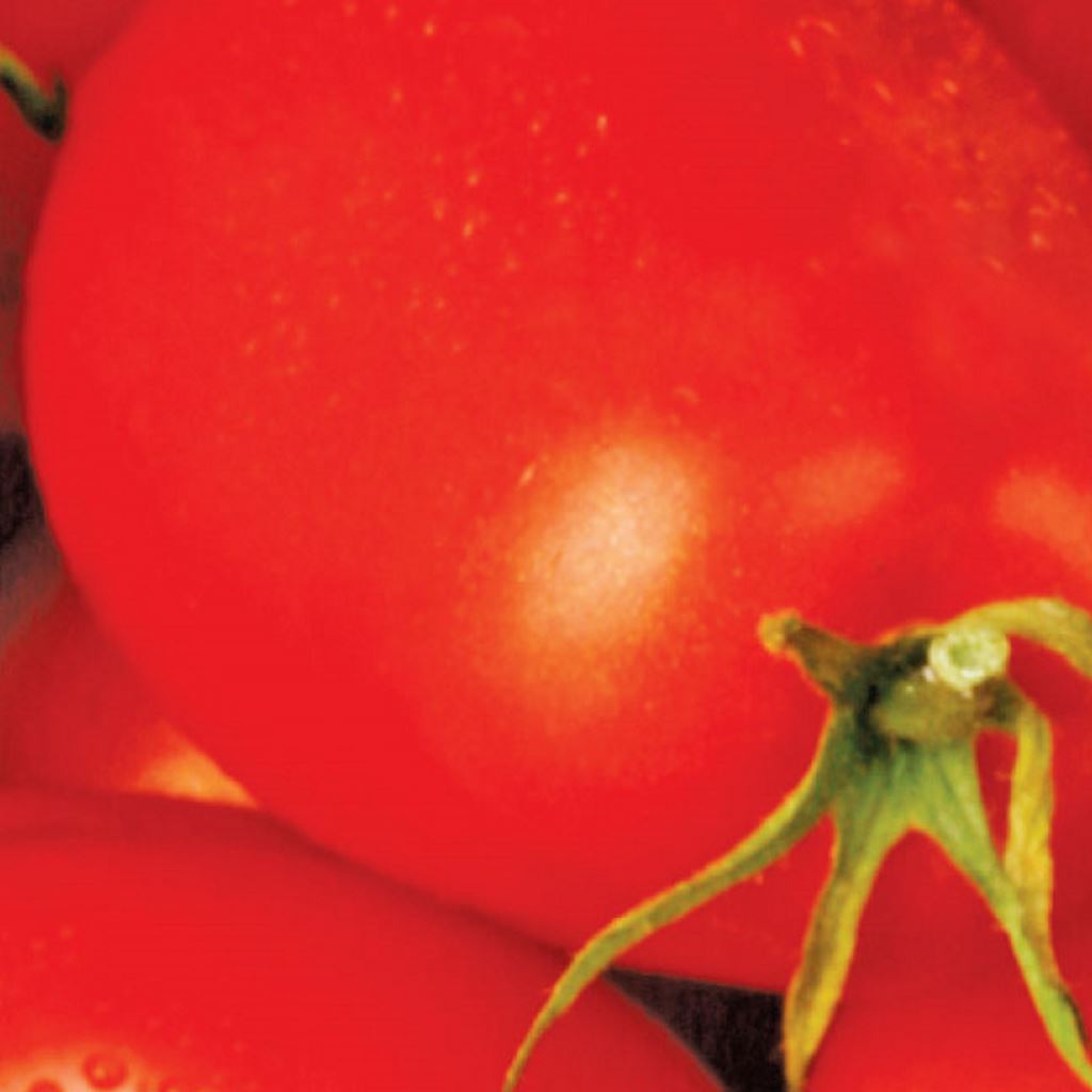 tomato roma