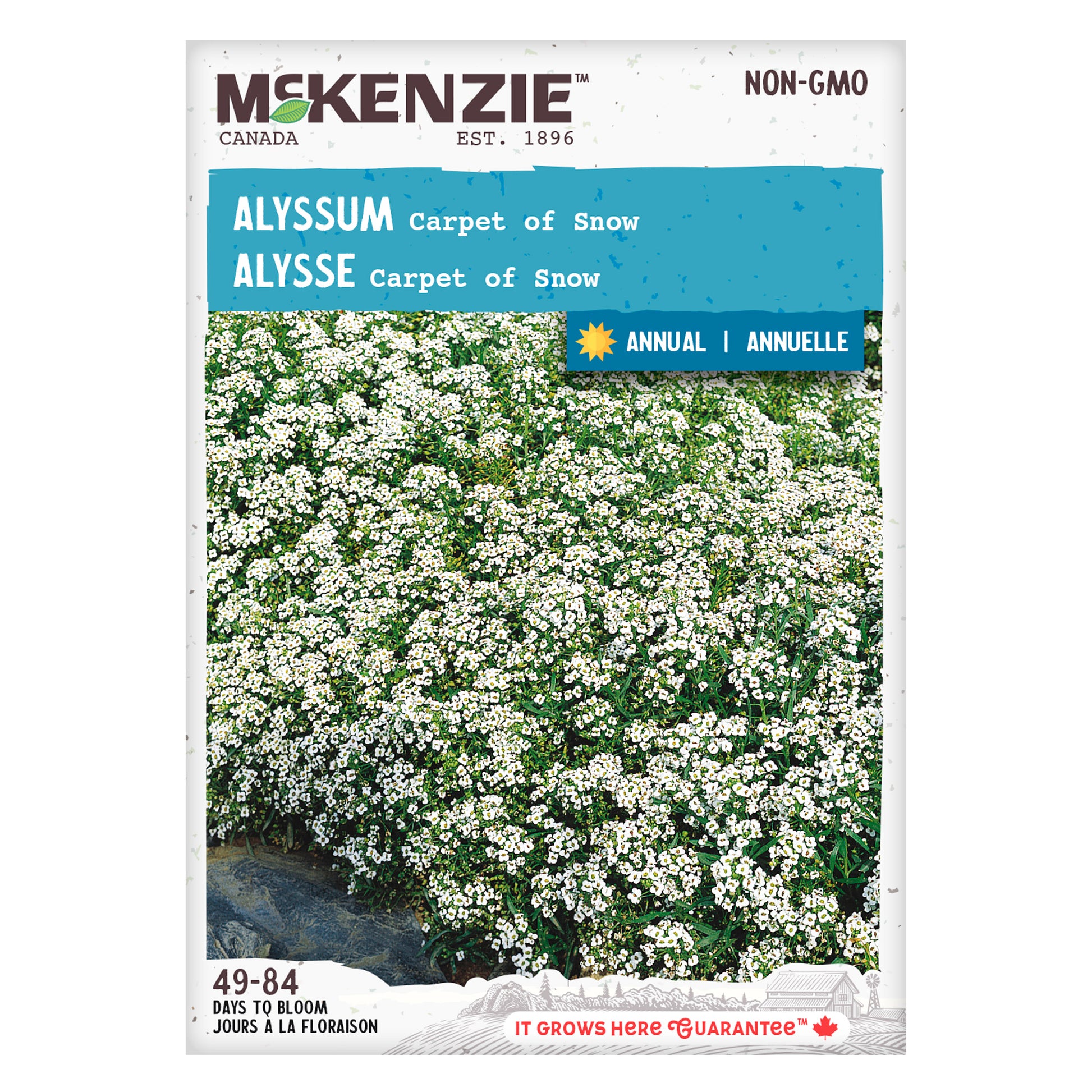 seed of snow flower Alyssum Carpet of Snow Seed