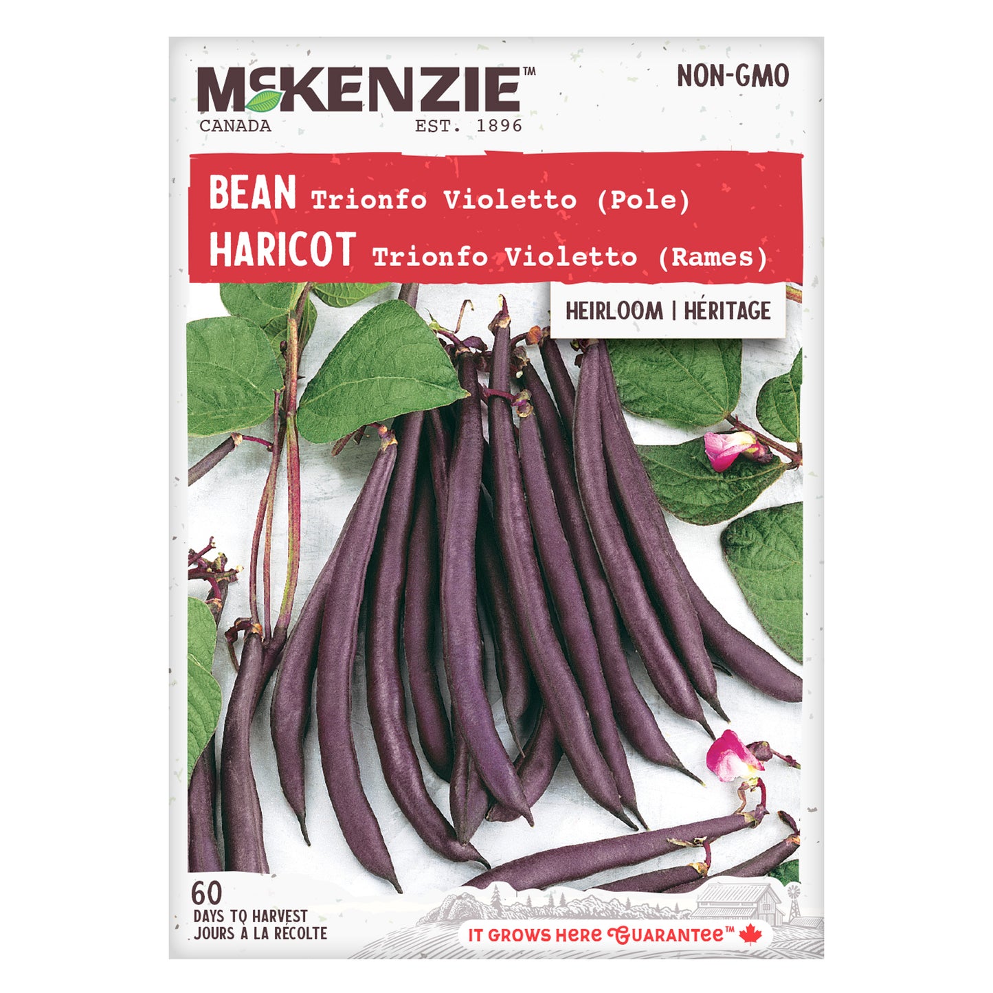 Bean Seeds, Trionfo Violetto Pole