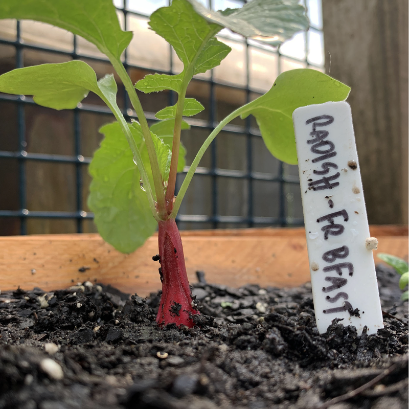 McKenzie Seeds Reusable Label Plant Markers, 4 Pack (100 Markers)