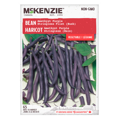 Bean Seeds, Amethyst Purple Stringless Filet Bush